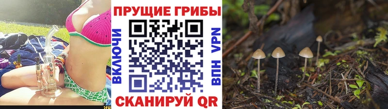 Псилоцибиновые грибы Cubensis  darknet Telegram  Кизилюрт  купить закладку 
